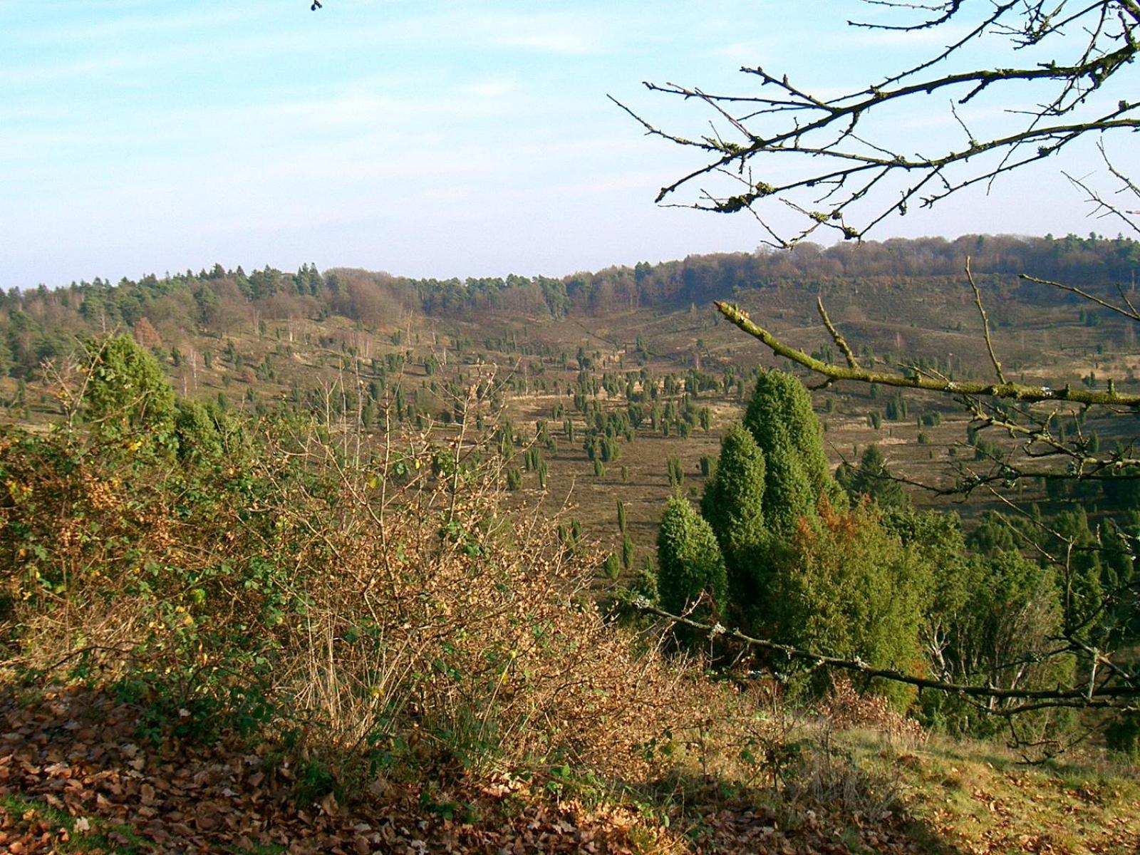 Haus Heidetal Panzió Bispingen Kültér fotó