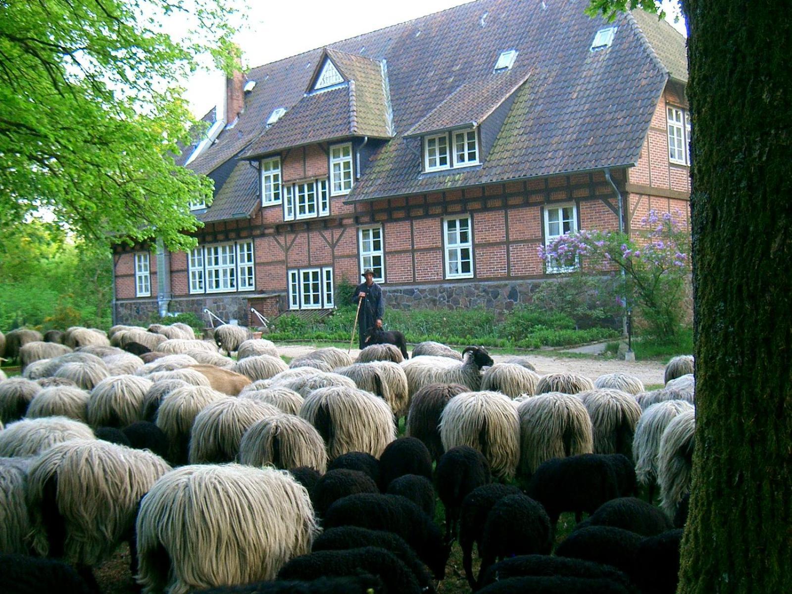 Haus Heidetal Panzió Bispingen Kültér fotó