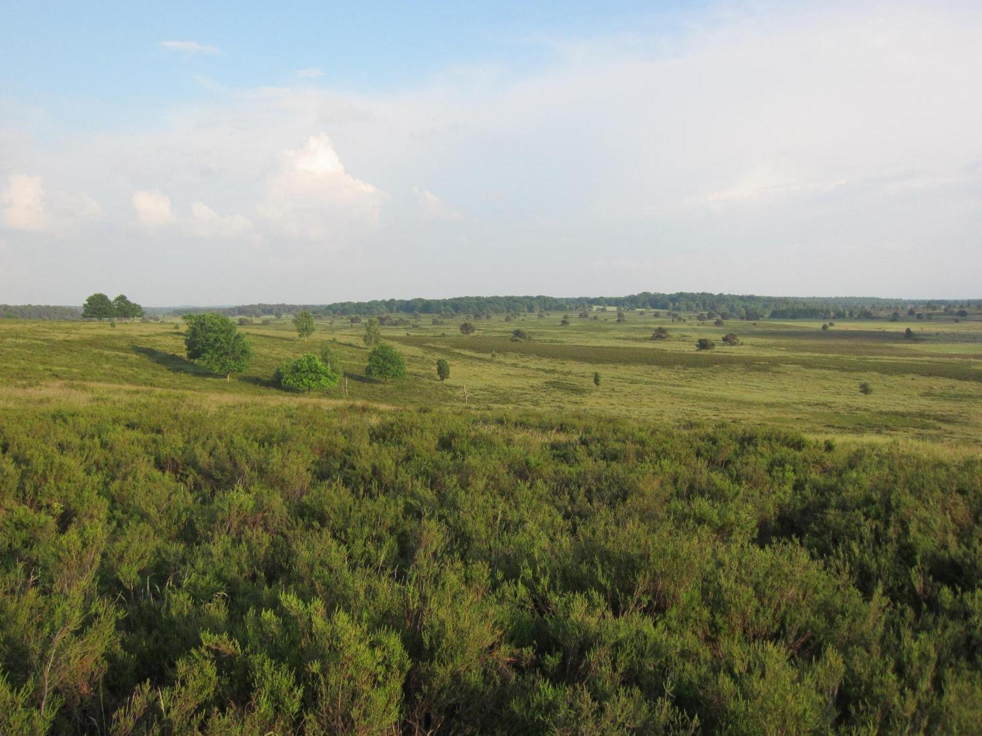 Haus Heidetal Panzió Bispingen Kültér fotó