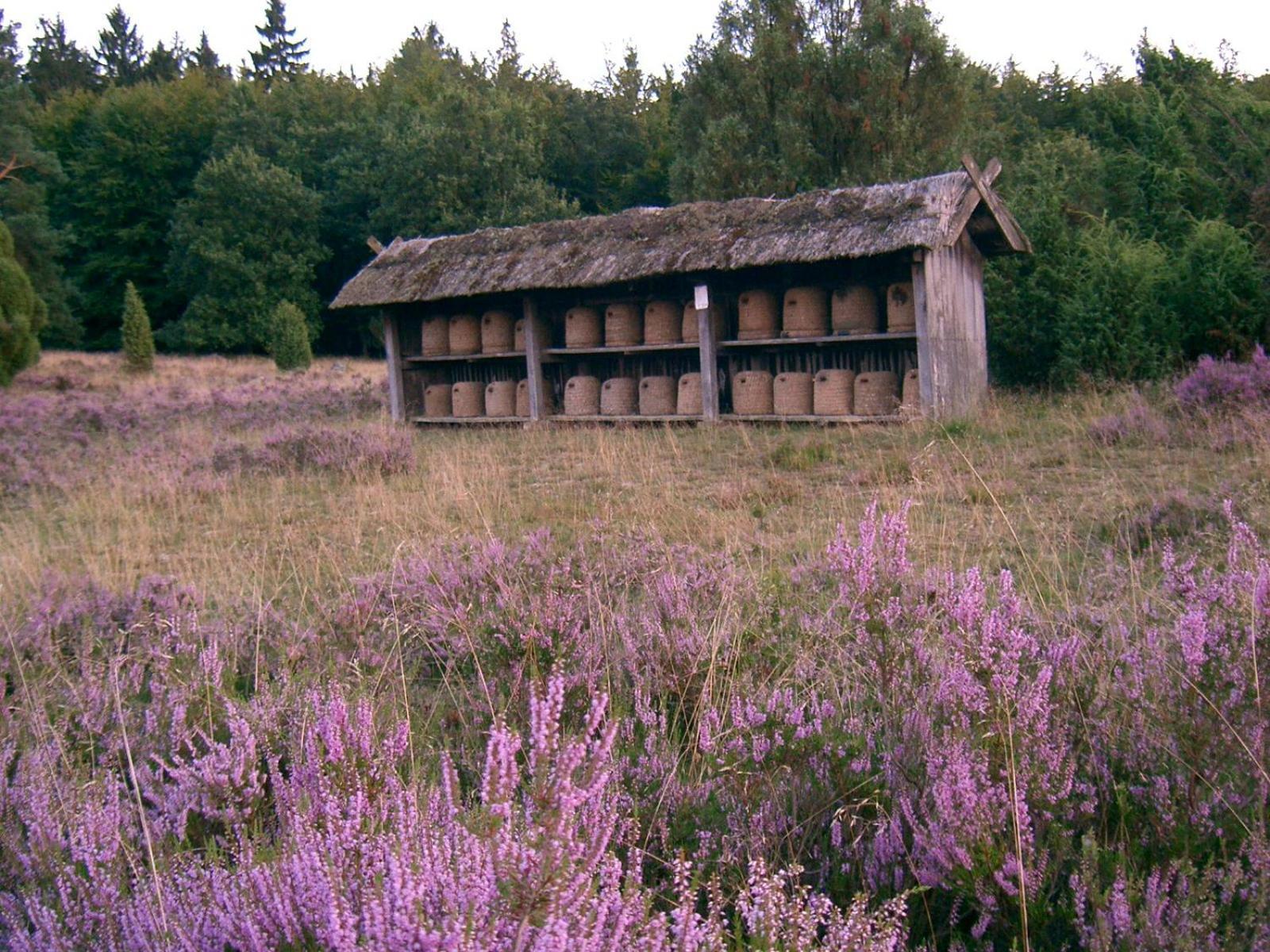 Haus Heidetal Panzió Bispingen Kültér fotó